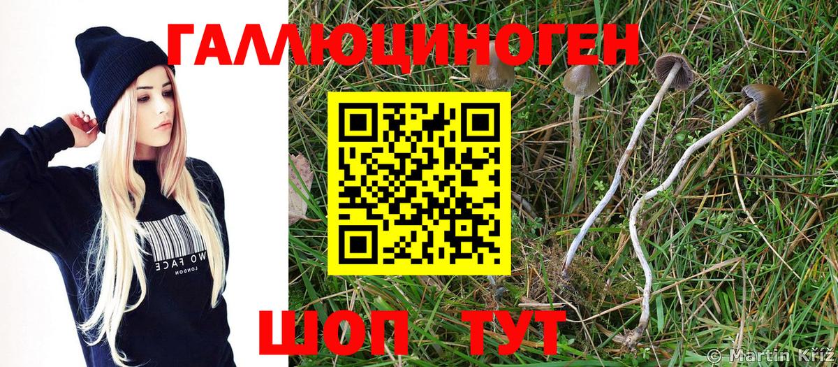 Горячий Ключ  Псилоцибиновые грибы мицелий  Вход с VPN 